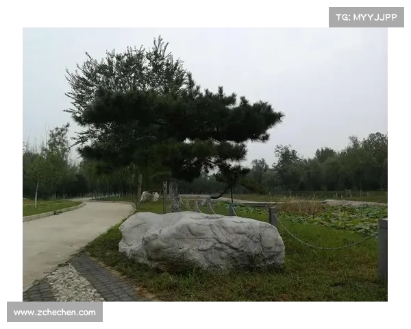 少年踏入远古密林追寻神兽传说揭开尘封千年的森林秘境